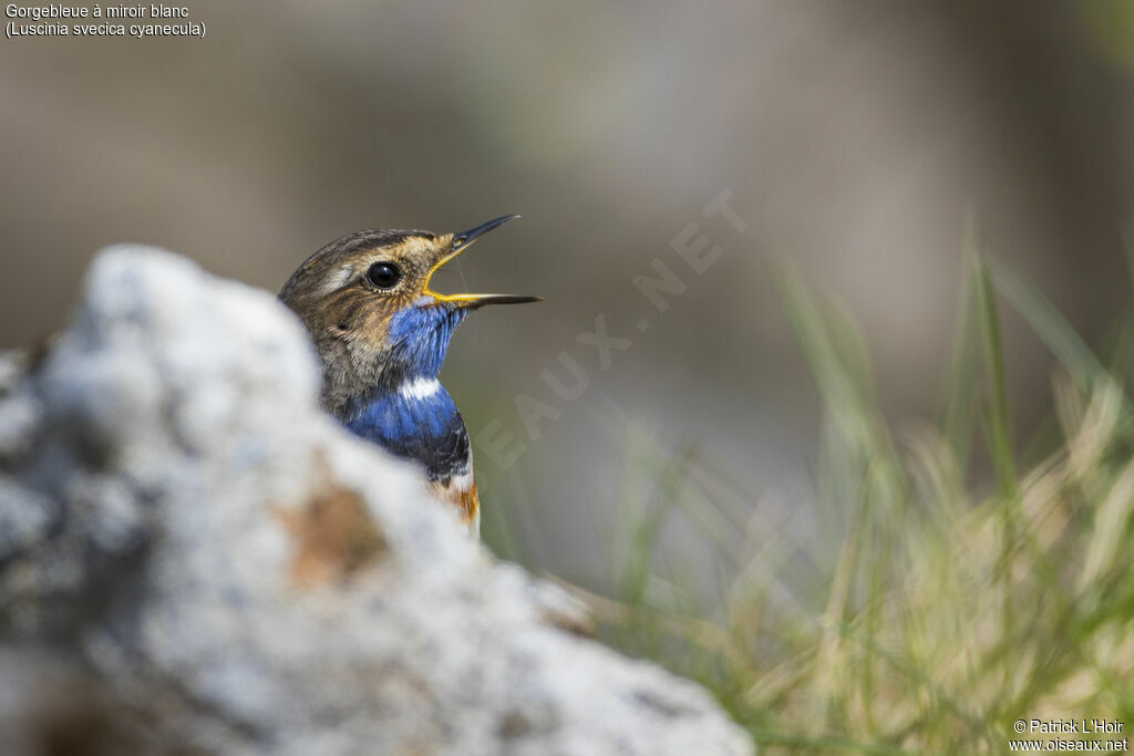 Bluethroat (cyanecula) male adult breeding, close-up portrait, song