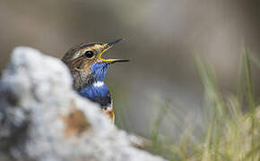 Bluethroat (cyanecula)