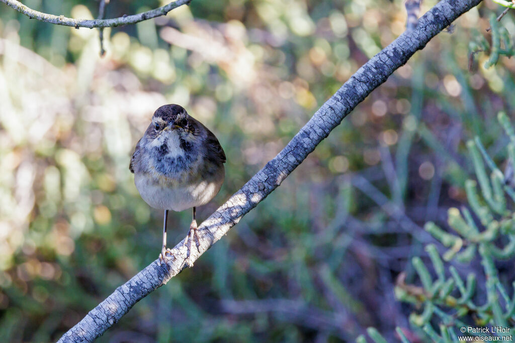 Bluethroat