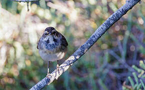 Bluethroat