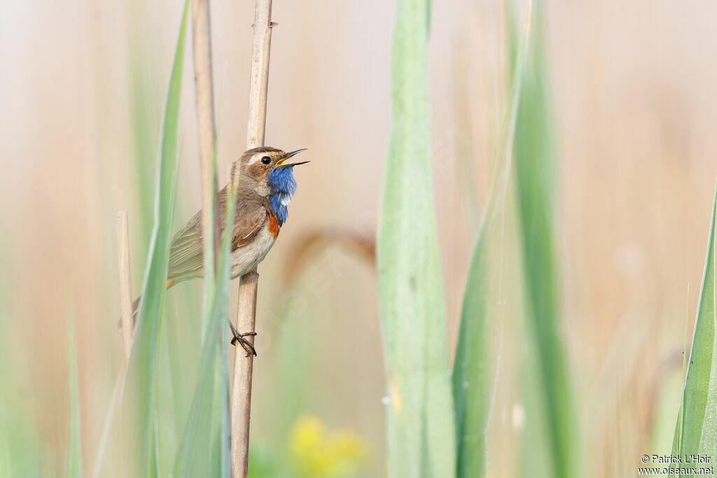 Bluethroat