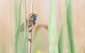 Bluethroat