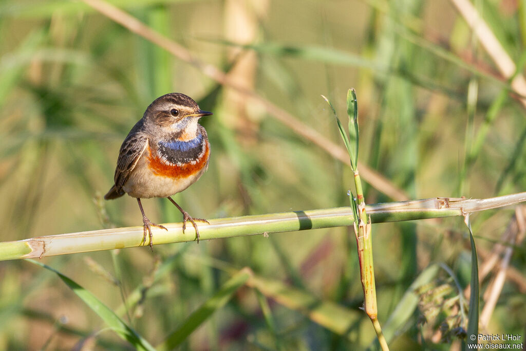 Bluethroat