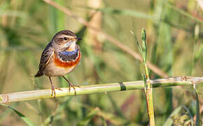 Bluethroat