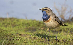 Bluethroat