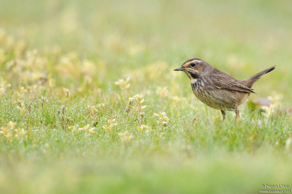 Bluethroat female