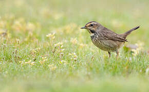 Bluethroat