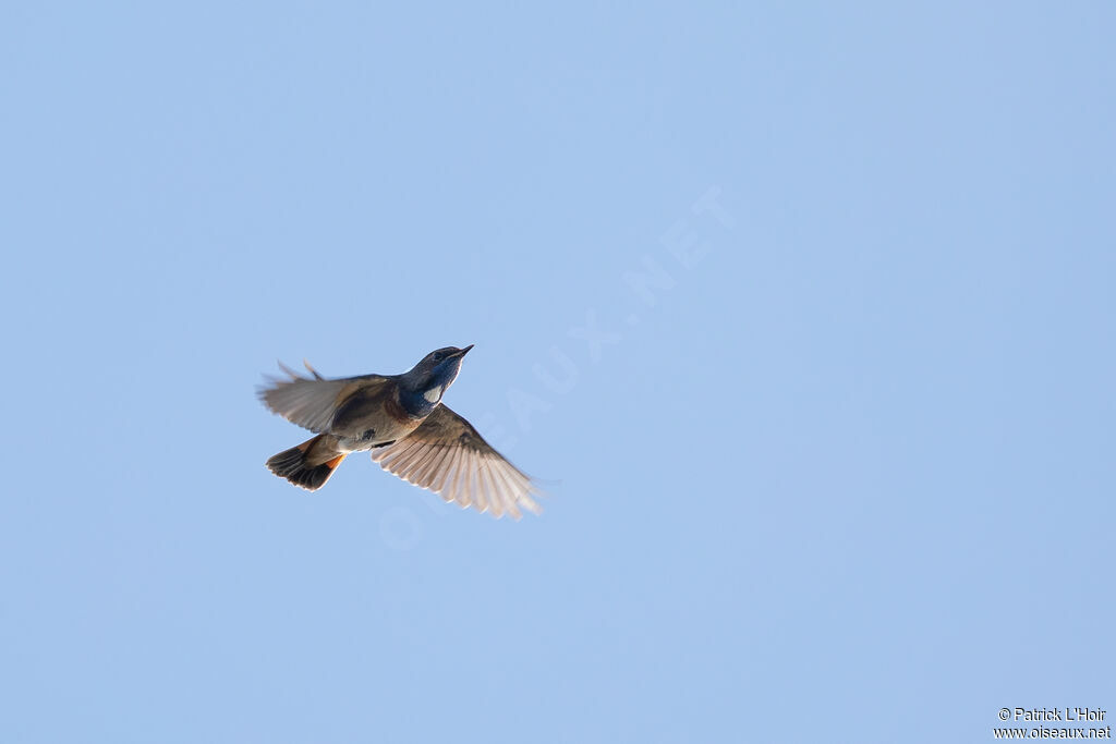 Bluethroat male adult breeding