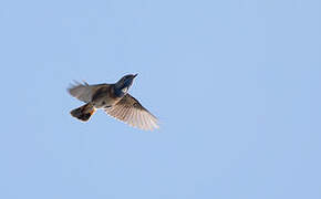 Bluethroat