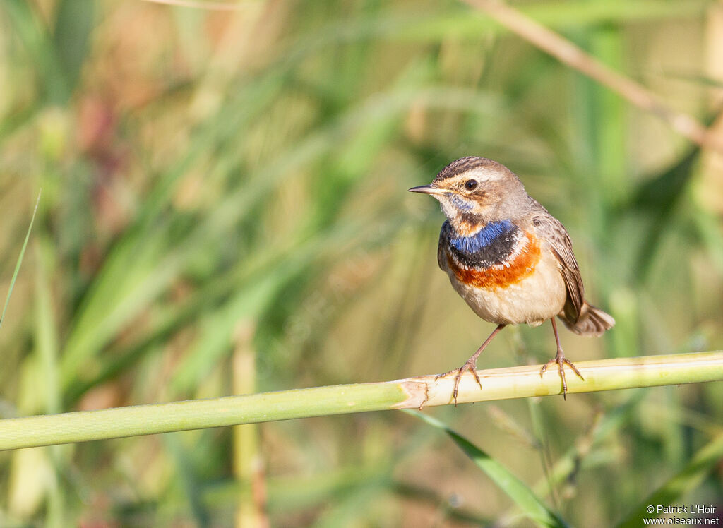 Bluethroat