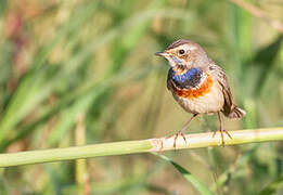 Bluethroat