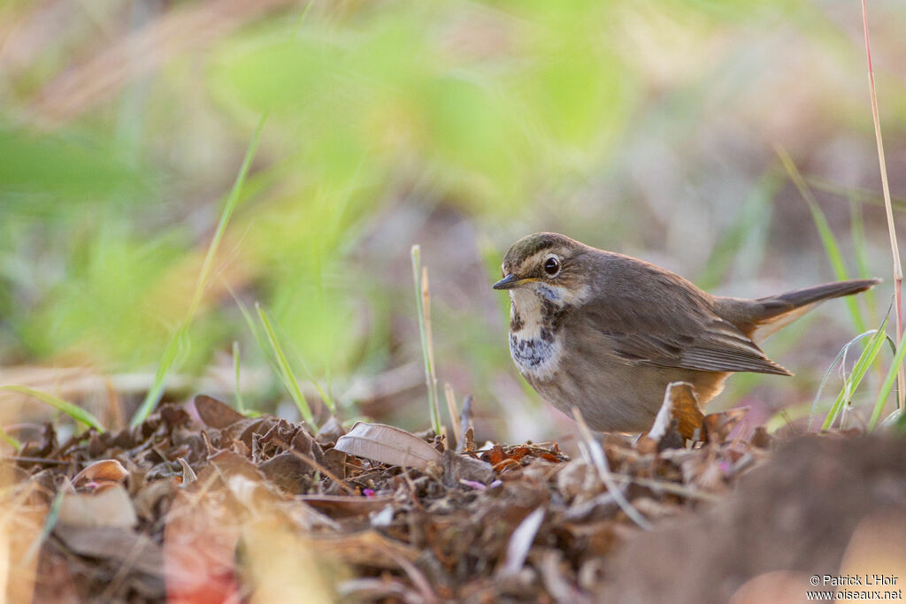 Bluethroat