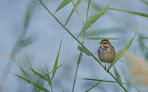 Bluethroat