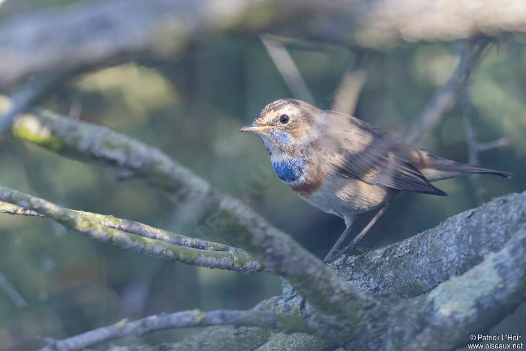 Bluethroat