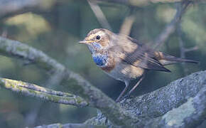 Bluethroat