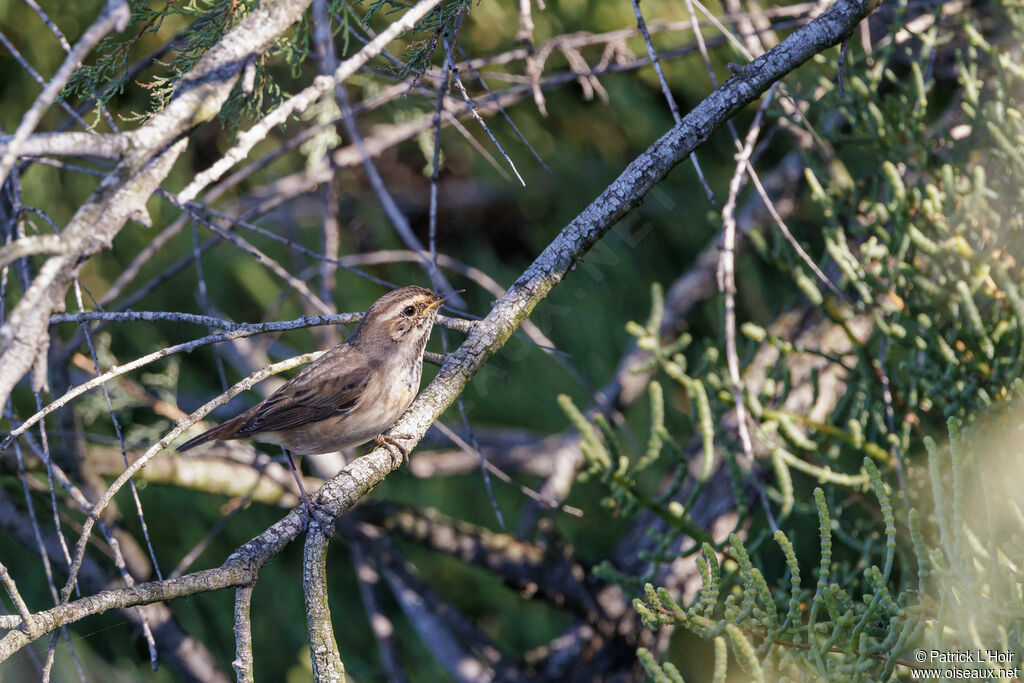 Bluethroat