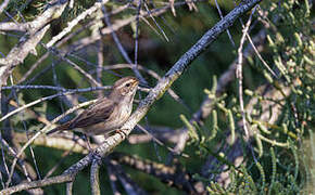 Bluethroat