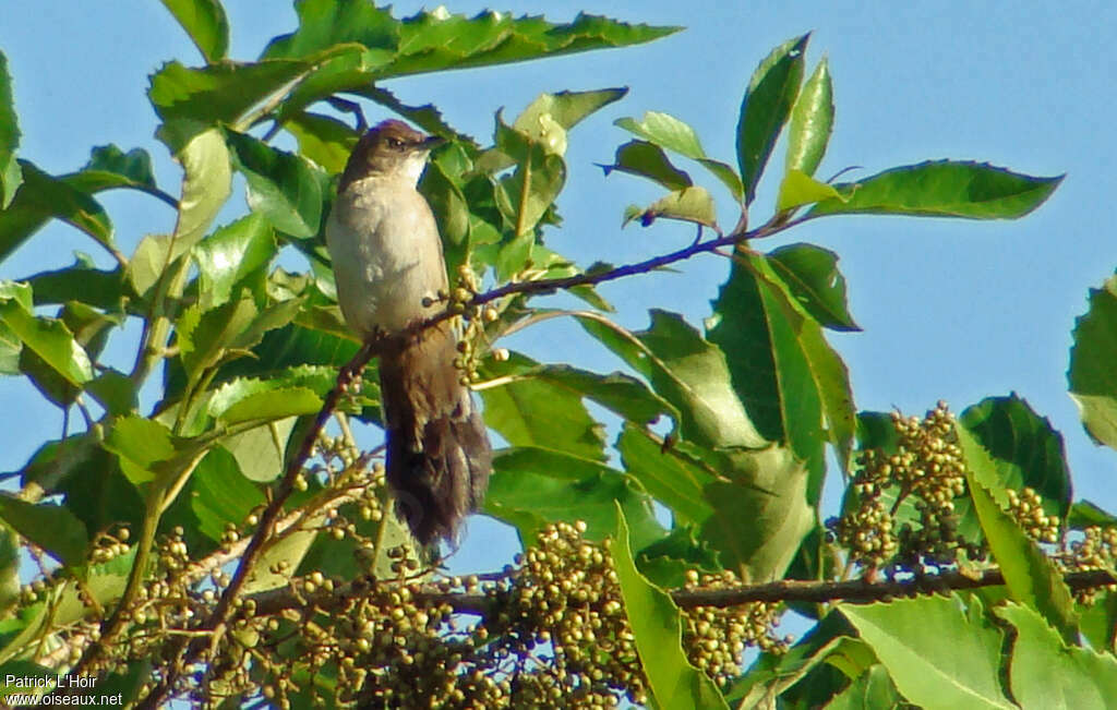 Fan-tailed Grassbirdadult, close-up portrait