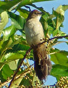 Fan-tailed Grassbird