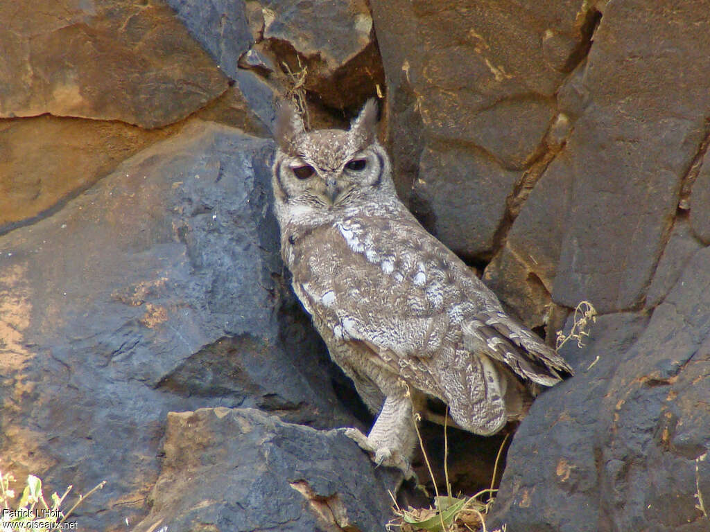 Grand-duc africain, identification