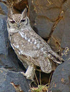 Spotted Eagle-Owl