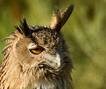 Eurasian Eagle-Owl