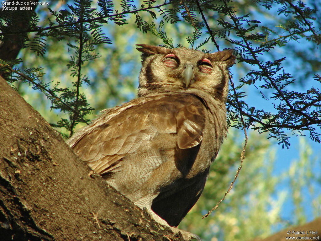 Verreaux's Eagle-Owl