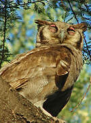 Verreaux's Eagle-Owl