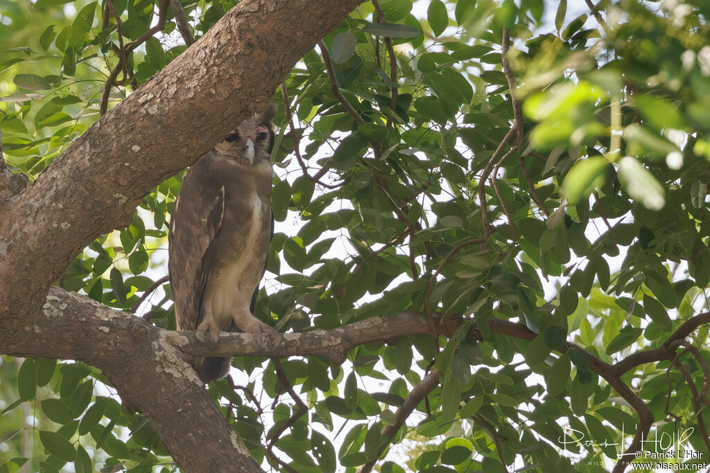 Verreaux's Eagle-Owl