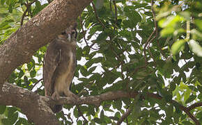 Verreaux's Eagle-Owl