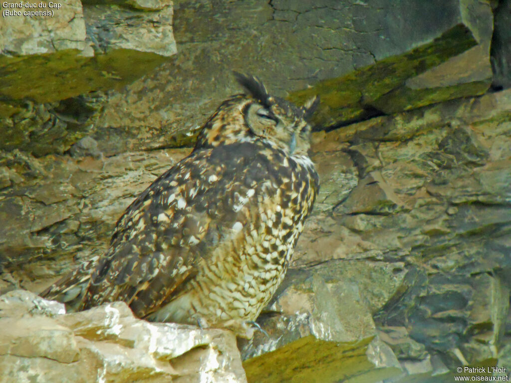 Cape Eagle-Owl