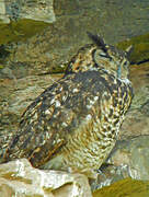 Cape Eagle-Owl