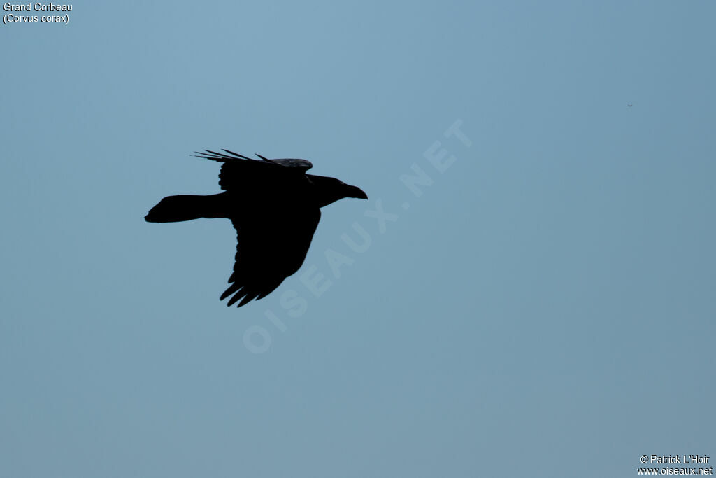 Northern Raven, Flight