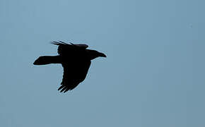 Northern Raven