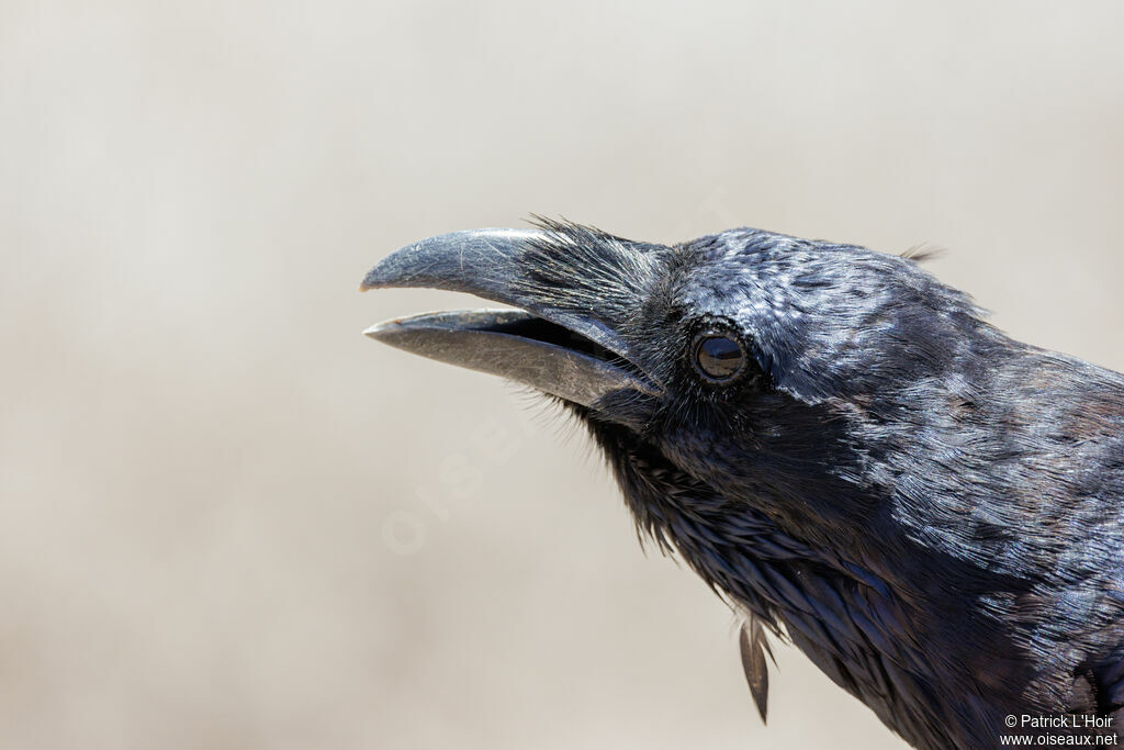 Northern Raven