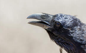 Northern Raven