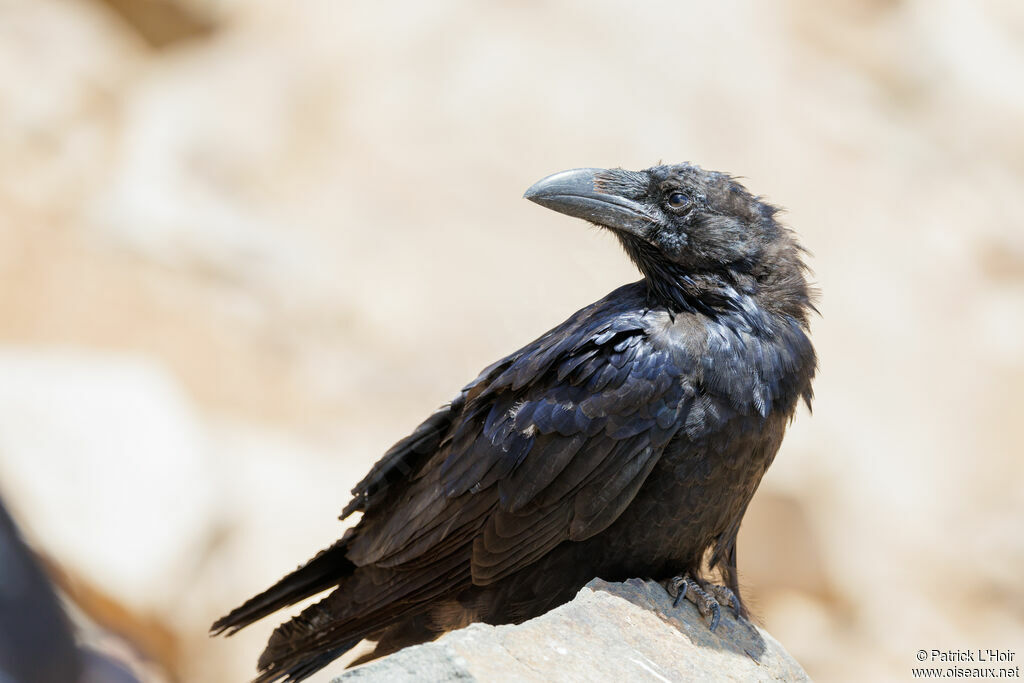 Northern Raven