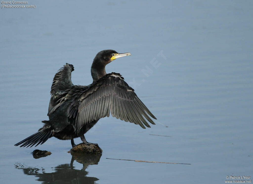 Grand Cormoranadulte, Comportement