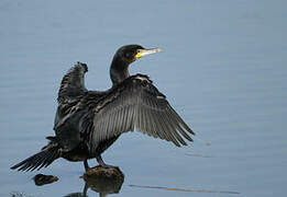 Great Cormorant