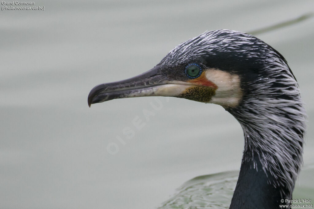 Great Cormorant