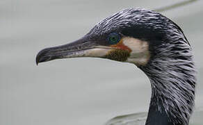 Great Cormorant