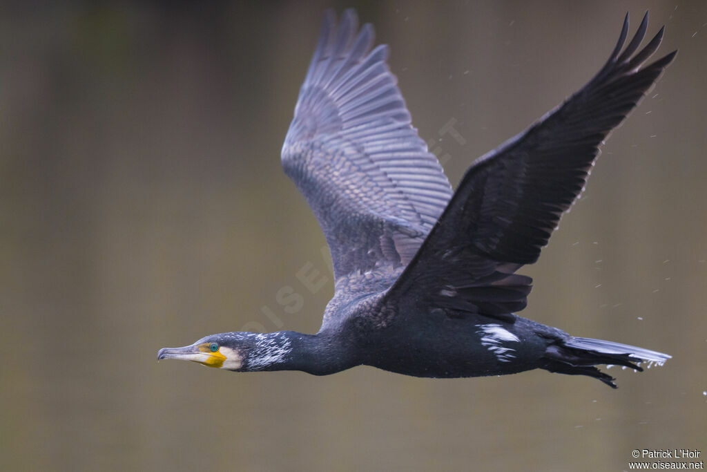 Great Cormorant