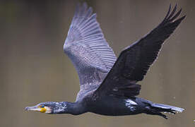 Great Cormorant