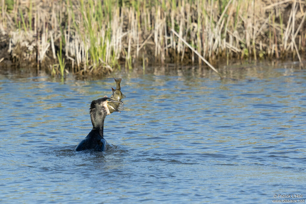 Great Cormorant