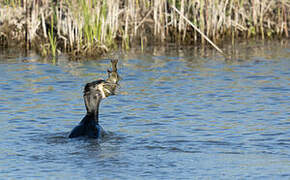 Great Cormorant