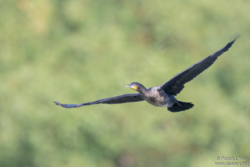 Great Cormorantjuvenile