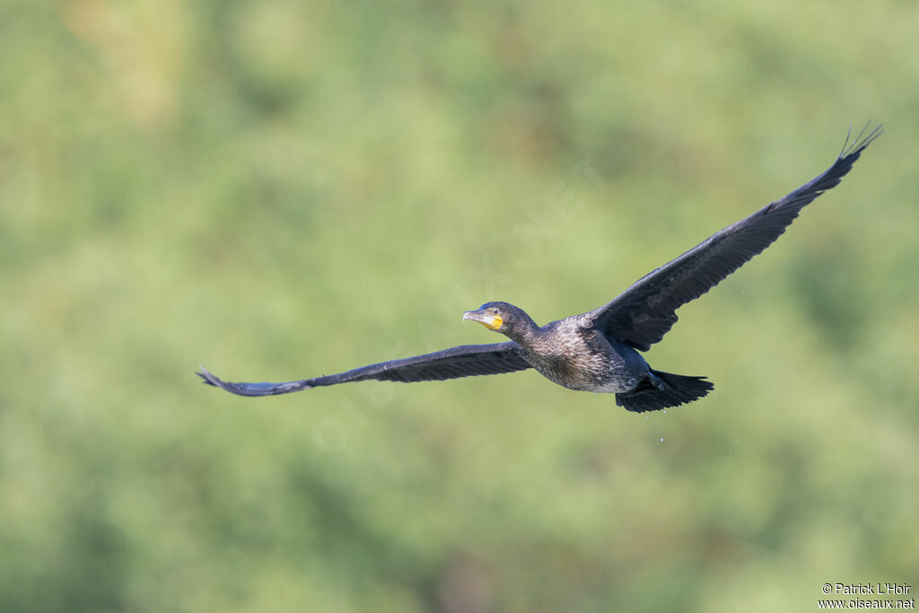 Grand Cormoranjuvénile