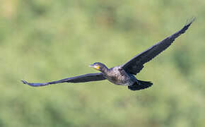 Great Cormorant