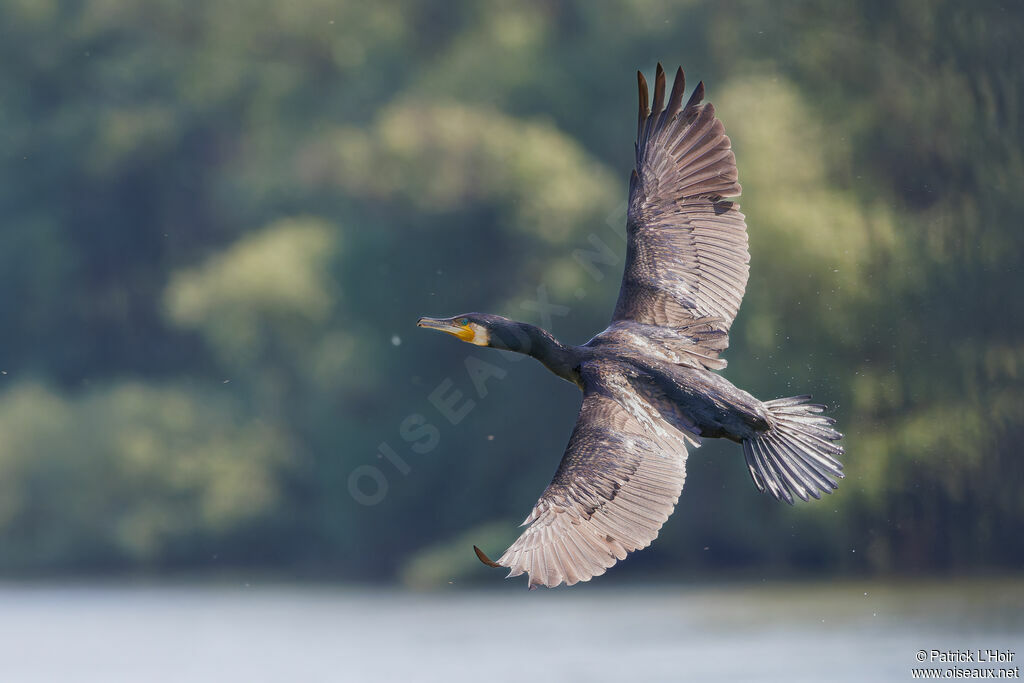 Great Cormorant