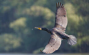 Great Cormorant